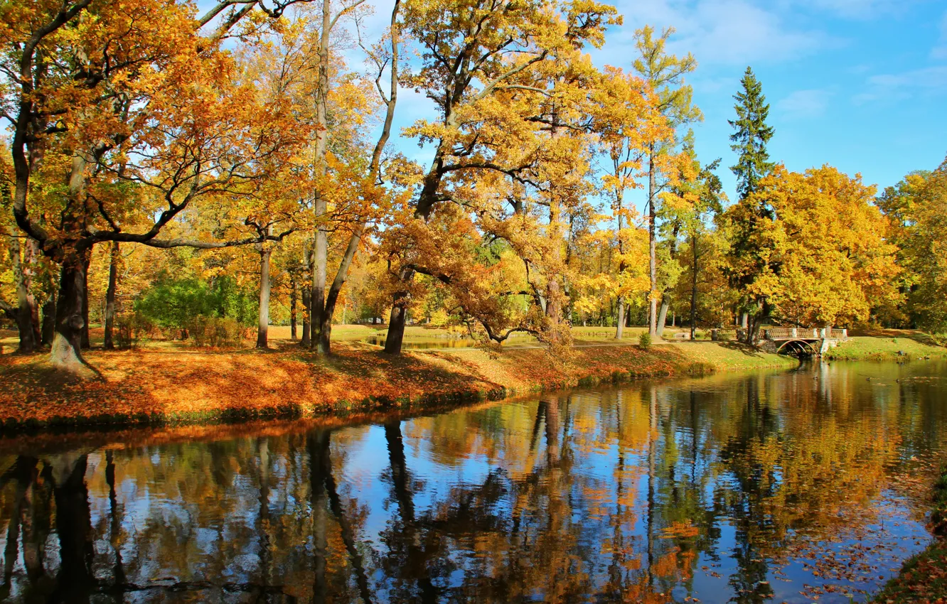 Фото обои осень, листья, вода, солнце, деревья, мост, пруд, парк