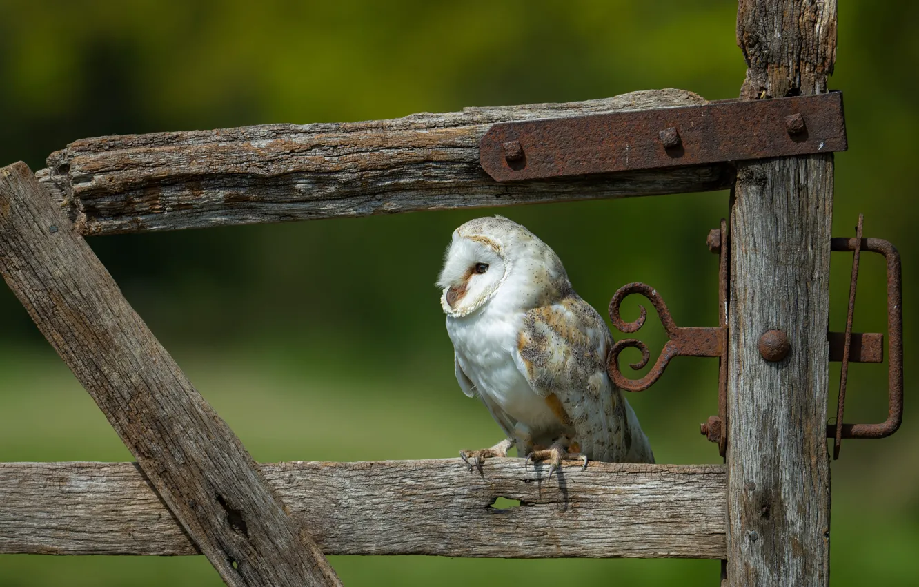 Фото обои природа, сова, птица, доски, забор, сипуха