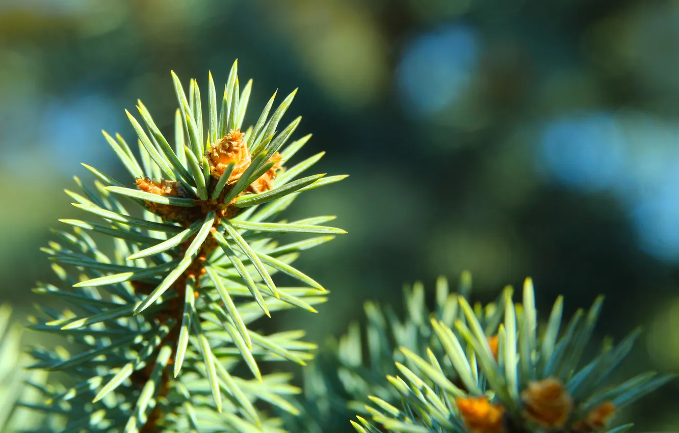 Фото обои pine, spruce, twig