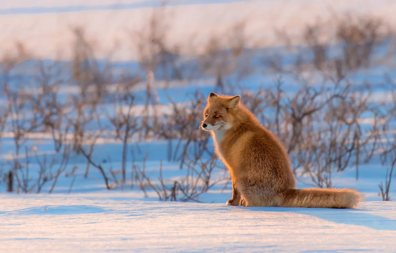 Фото обои зима, поле, взгляд, свет, снег, ветки, природа, тень