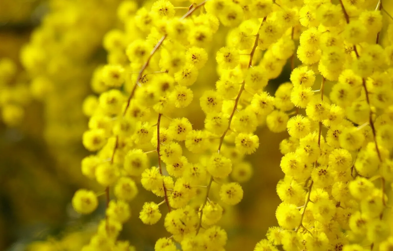 Фото обои yellow, blossoms, Acacia