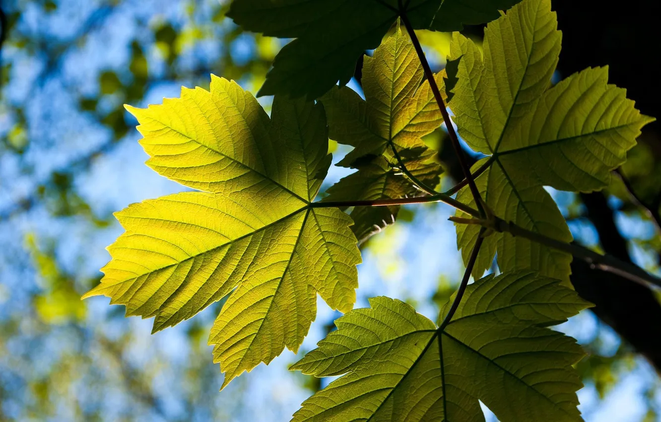 Фото обои листья, солнце, лучи, свет, ветки, природа, клен