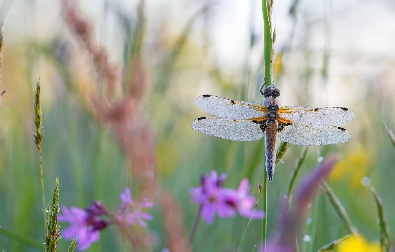 Фото обои лето, трава, макро, цветы, крылья, стрекоза, насекомое