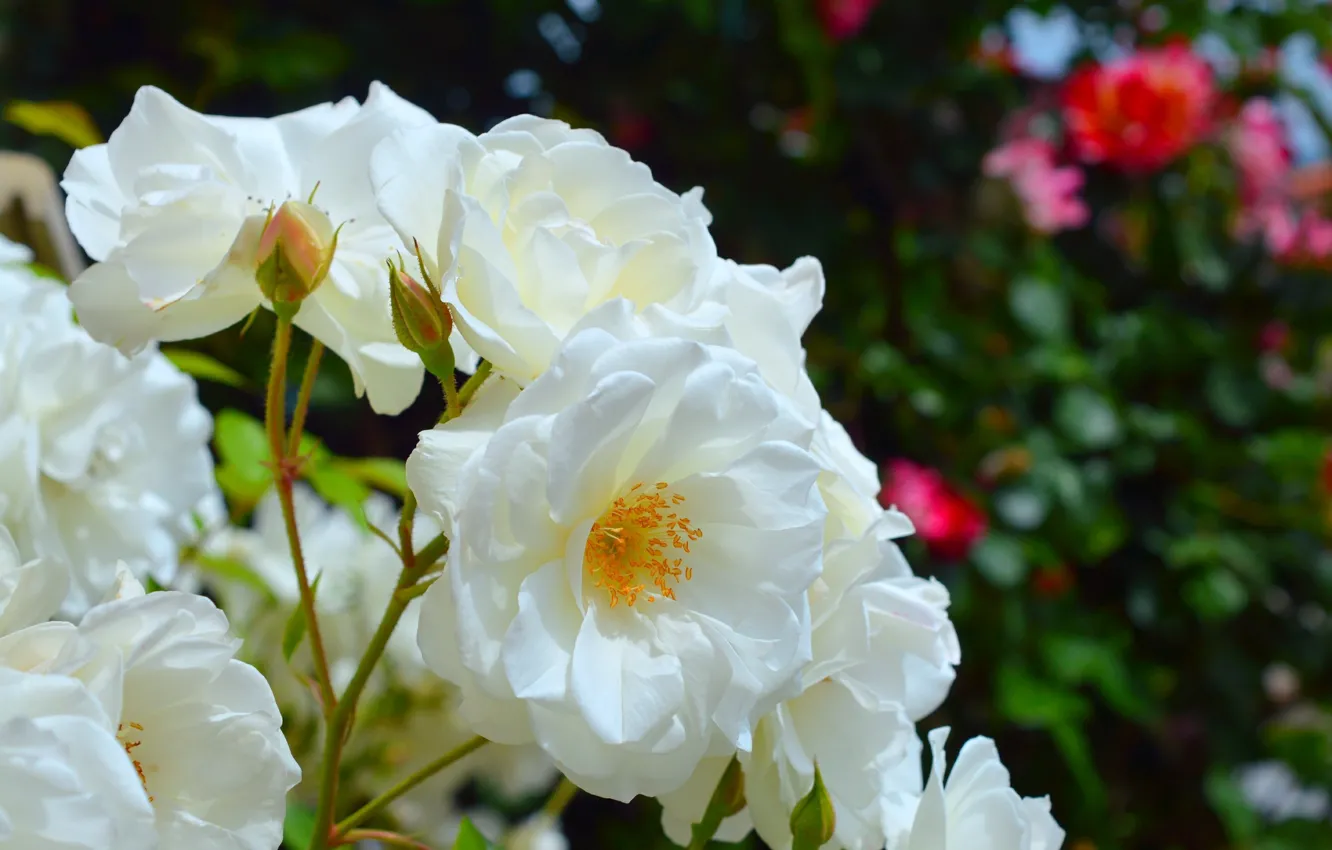 Фото обои чайная роза, White roses, Белые розы