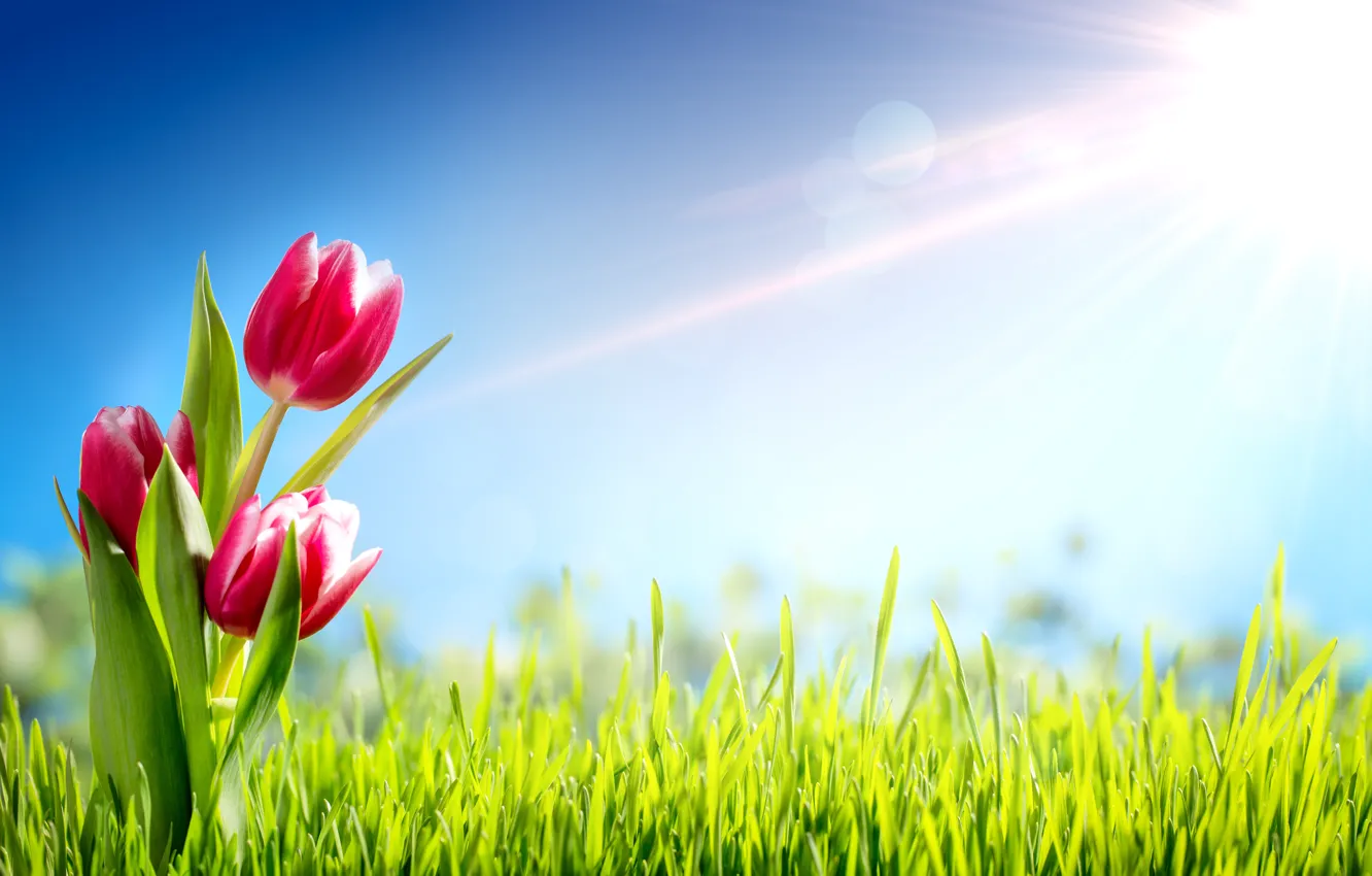 Фото обои трава, солнце, цветы, весна, тюльпаны