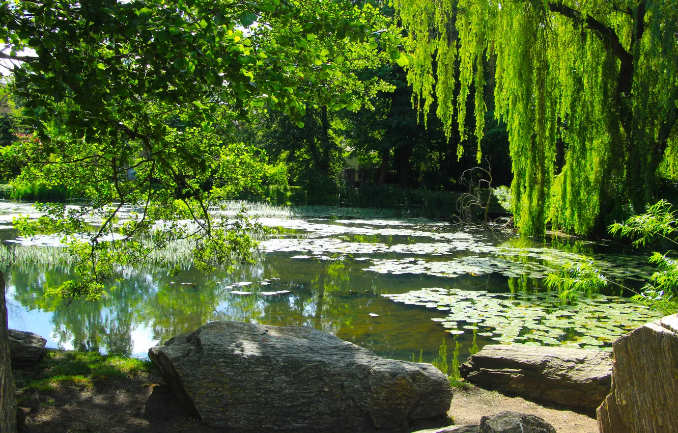 Фото обои trees, water, lake, pond