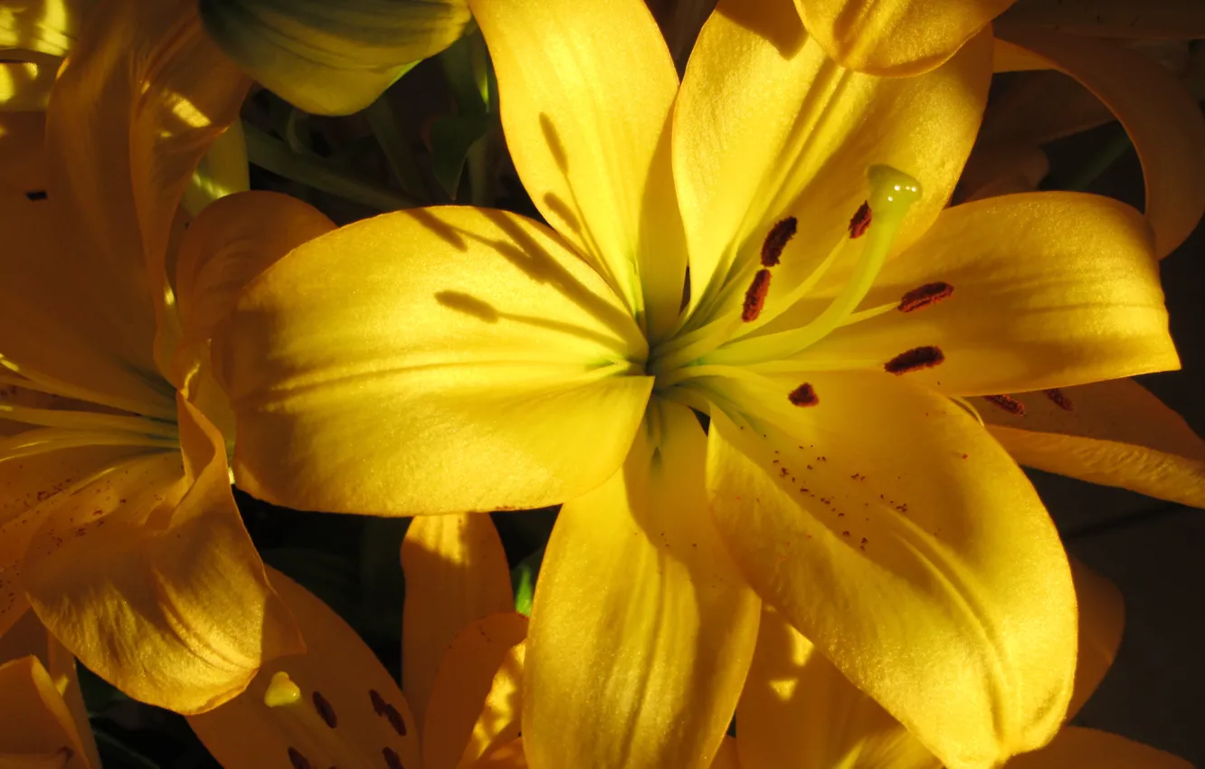 Фото обои макро, лилии, yellow, жёлтые, macro, Lilies