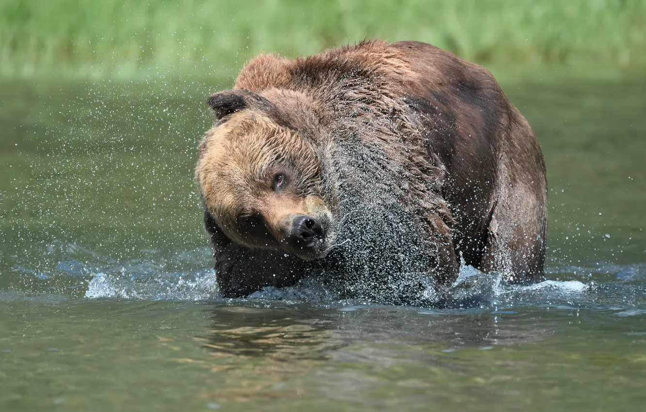 Фото обои брызги, медведь, купание, водоем