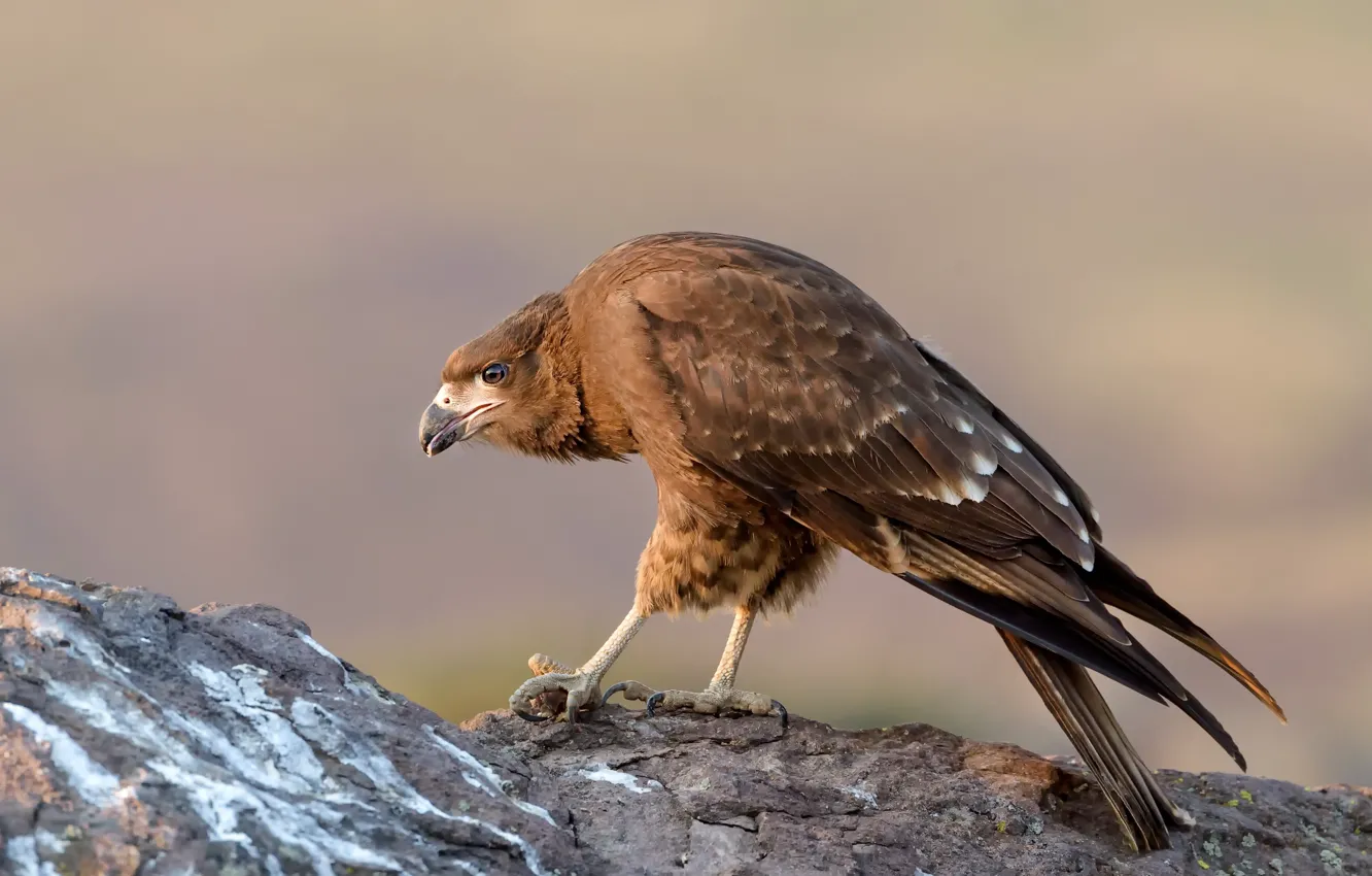 Фото обои природа, птица, Mountain caracara