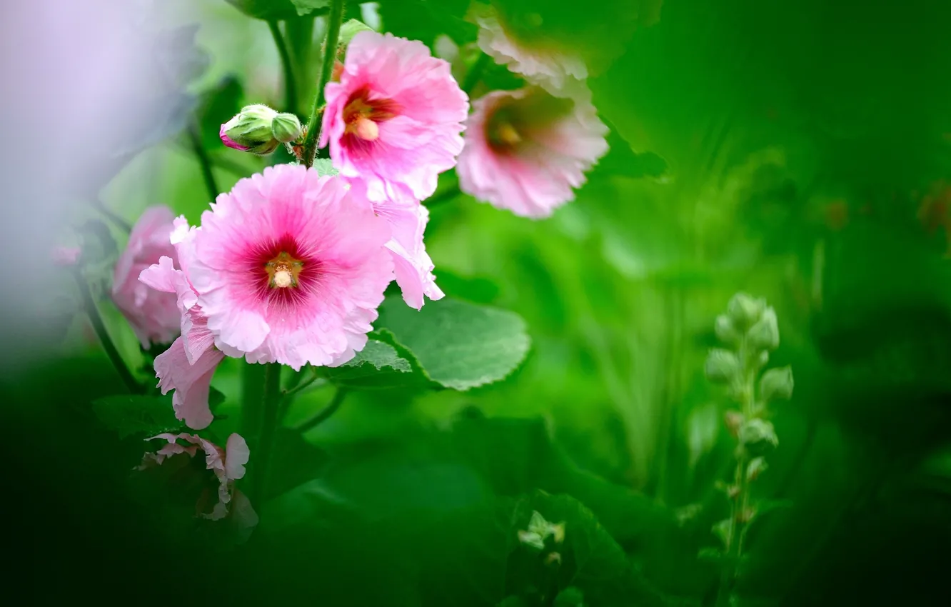 Фото обои зелень, листья, цветы, размытость, розовые, мальва