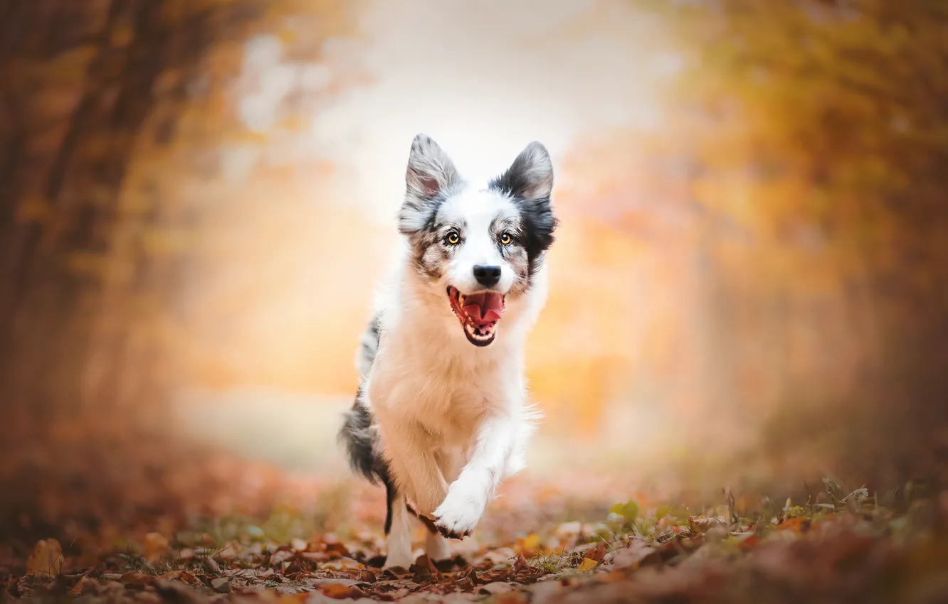 Фото обои осень, собака, бег, щенок, прогулка, боке, Австралийская овчарка, Аусси
