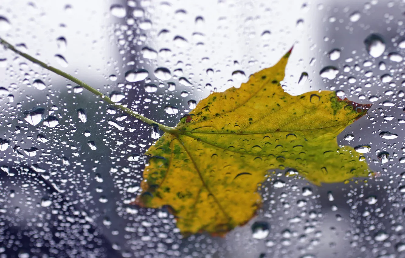 Фото обои стекло, листья, капли, макро, дождь, листок, капля, фотографии