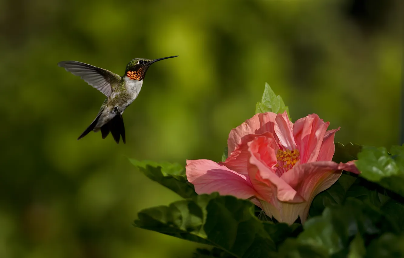 Фото обои зелень, цветок, природа, розовый, птица, фокус, колибри
