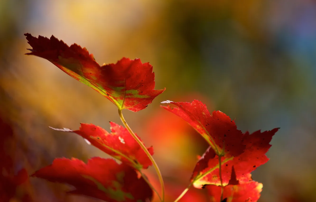 Фото обои листья, ветка, красные, осенние