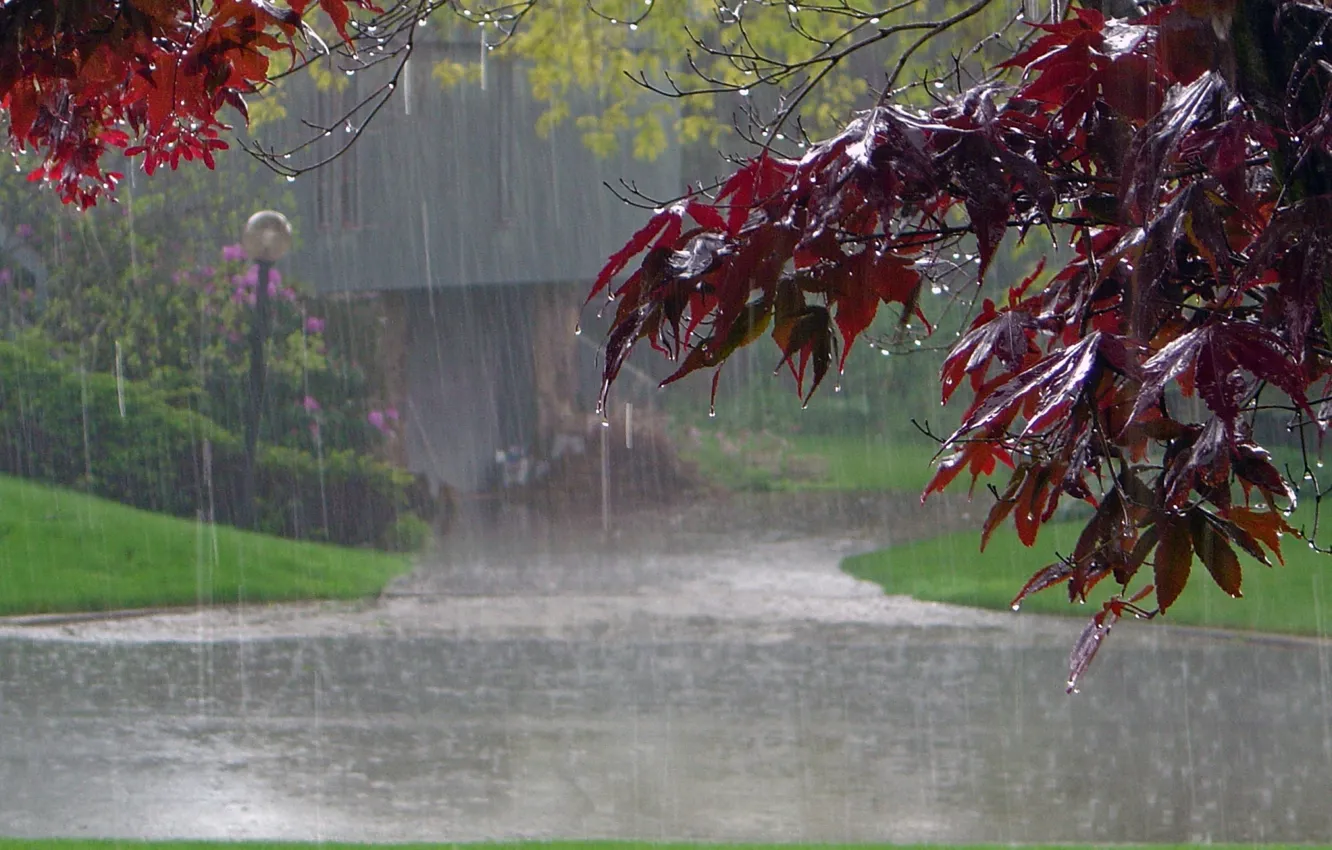 Фото обои дорога, листья, дом, парк, дождь, дерево, клен