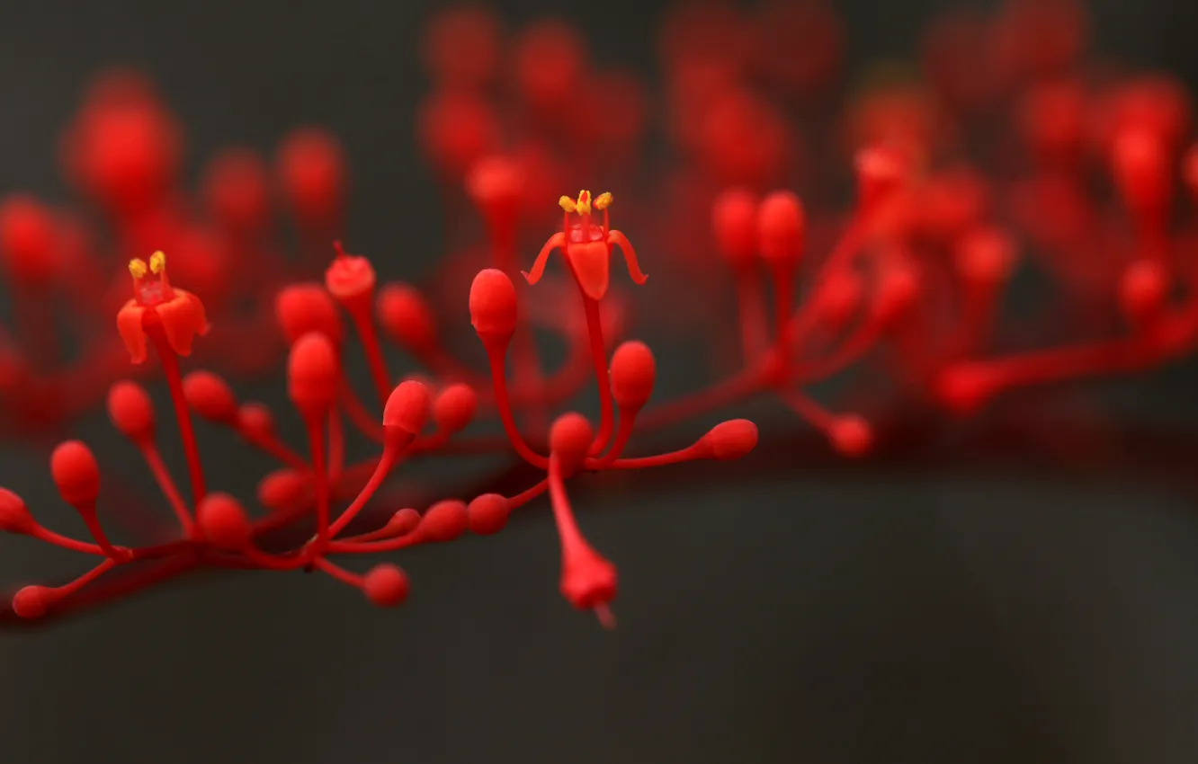 Фото обои Flower, Branch, Red Flower