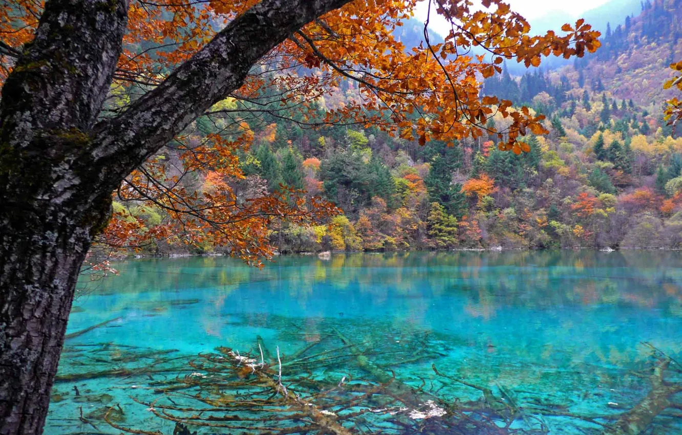 Фото обои осень, лес, деревья, природа, озеро
