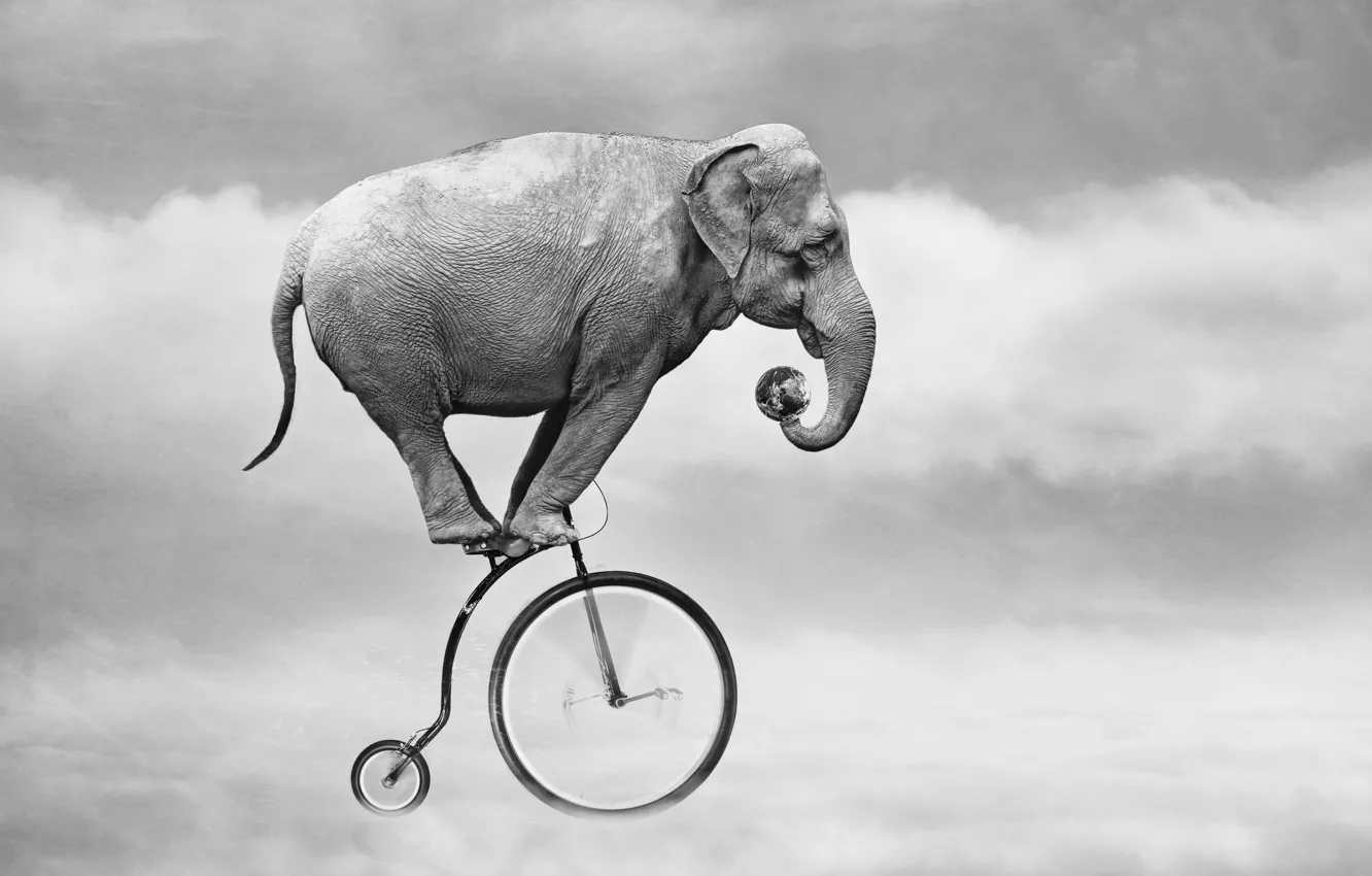 Фото обои небо, велосипед, слон