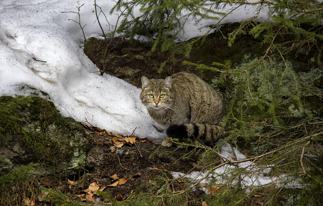 Фото обои зима, кошка, кот, взгляд, морда, листья, снег, ветки