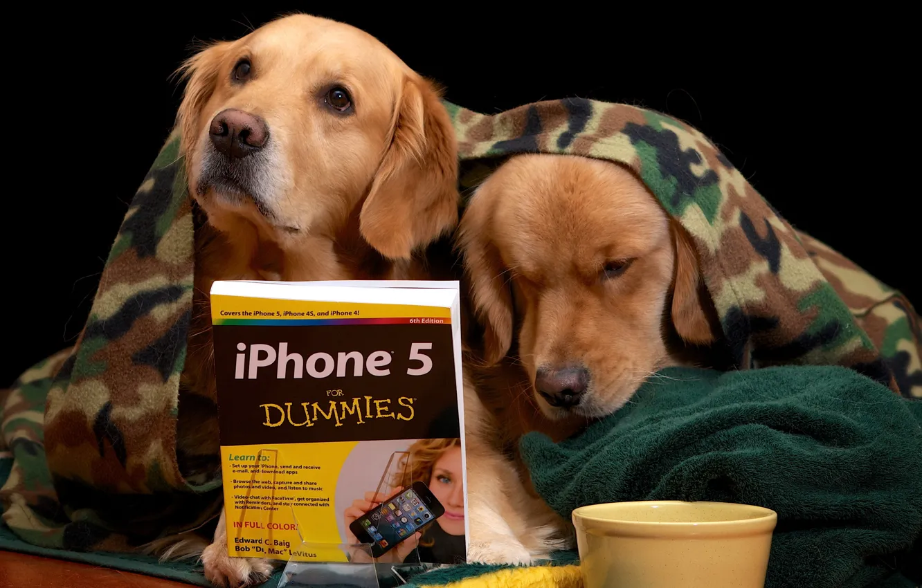 Фото обои собаки, книга, урок