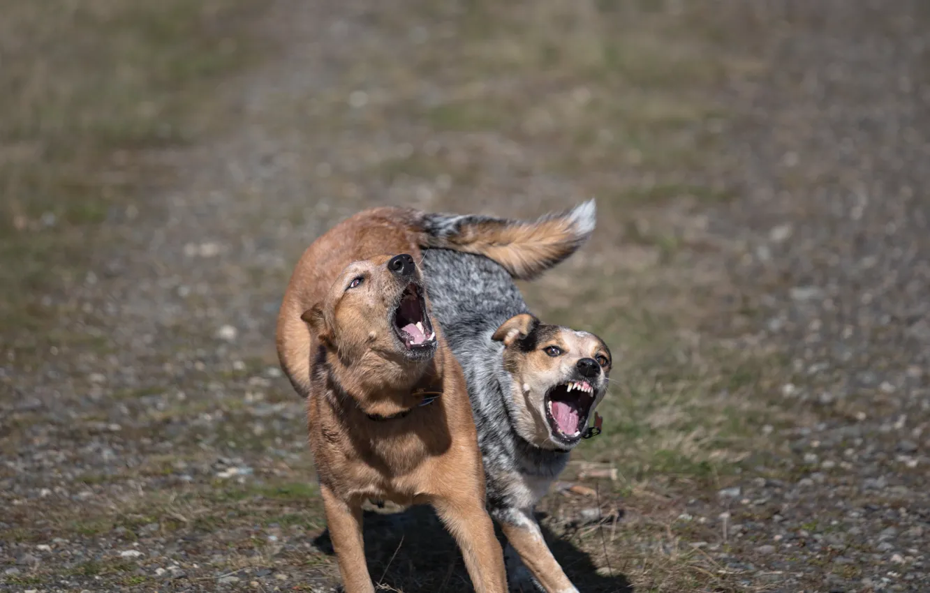 Фото обои собаки, пара, взбудораженные