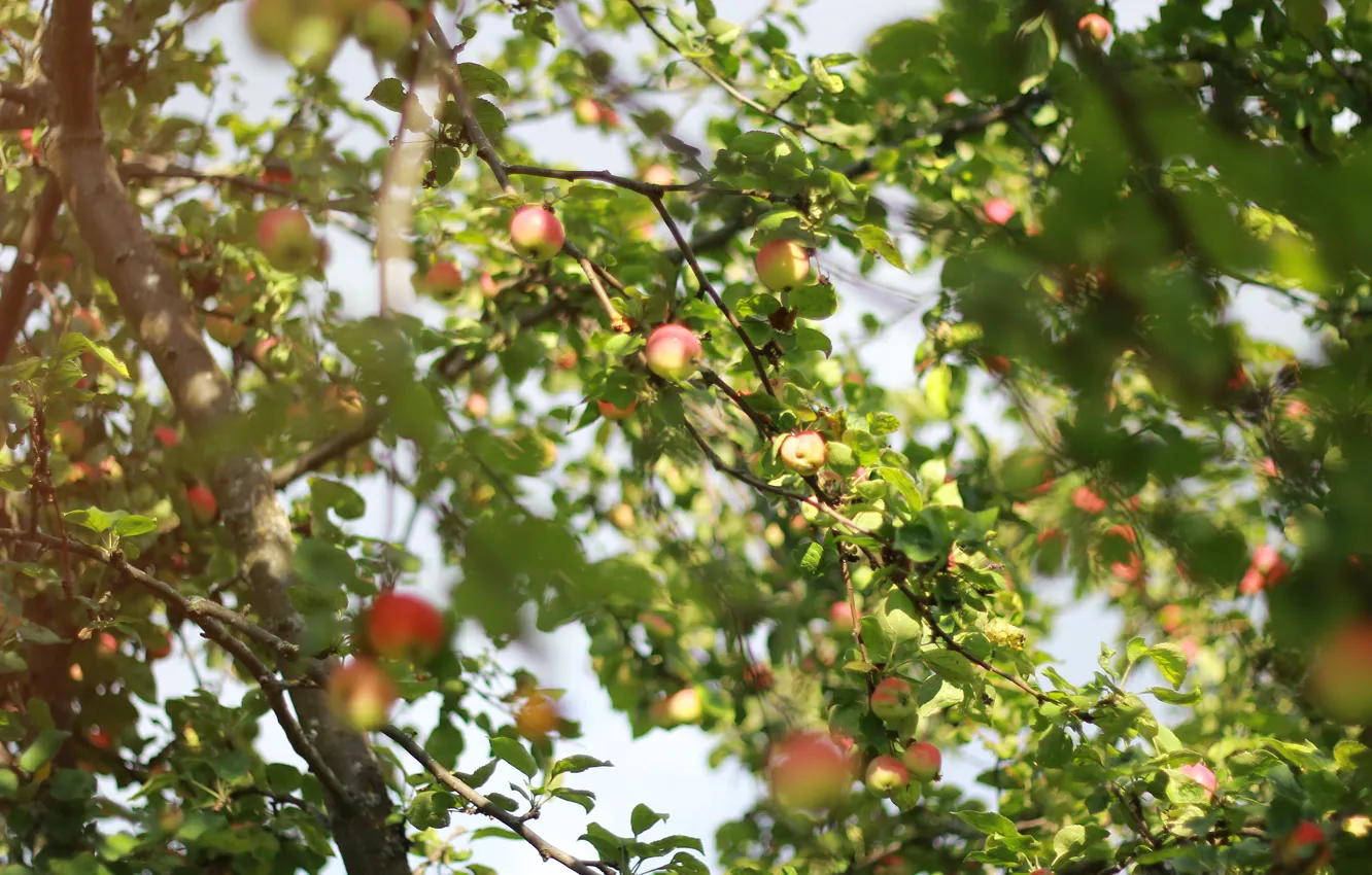 Фото обои лето, дерево, яблоко, яблоня