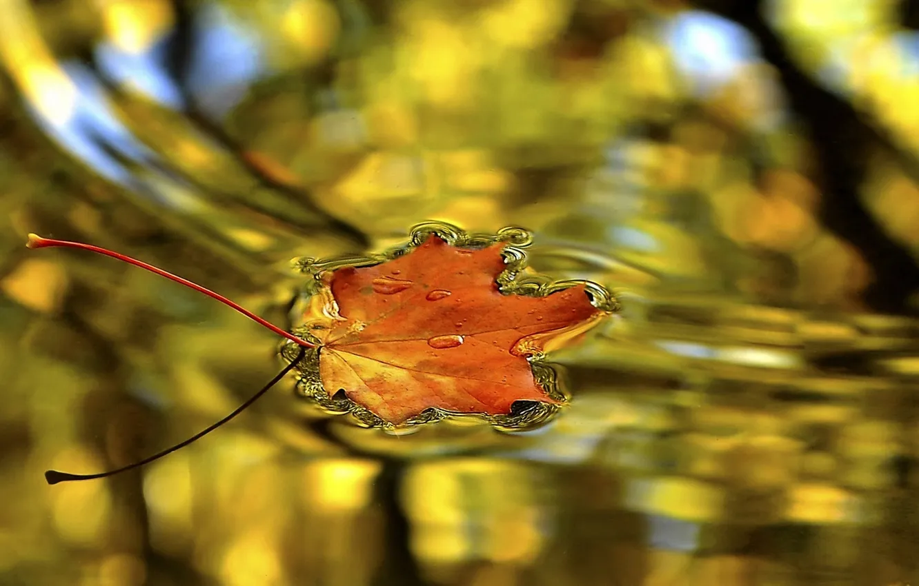Фото обои вода, лист, капельки, гладь, Осень, кленовый