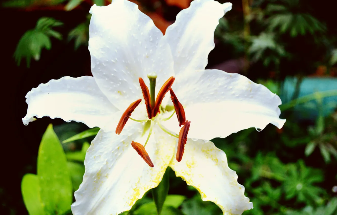 Фото обои белый, цветы, зеленый, green, лилия, white, flower, flowers