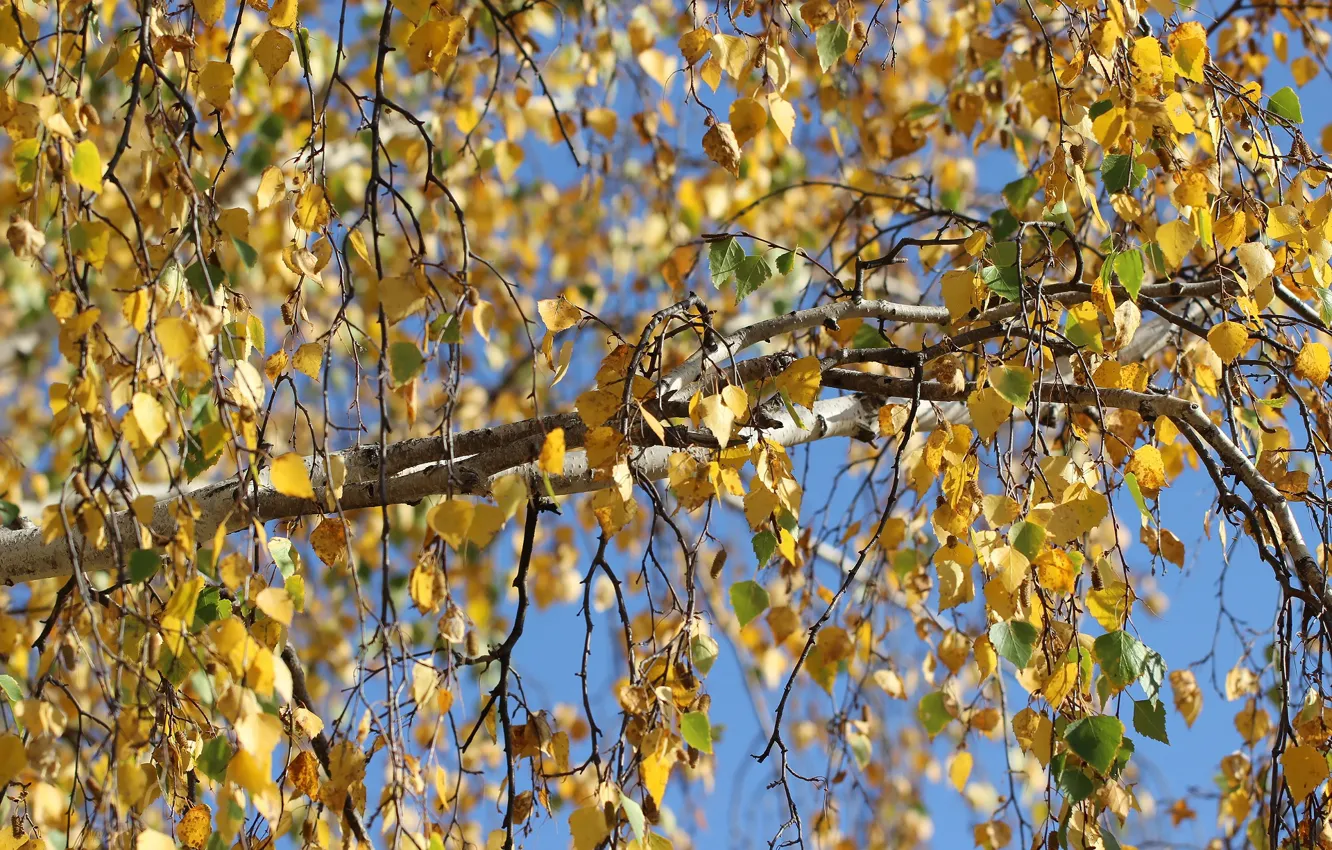 Фото обои осень, листья, дерево, береза