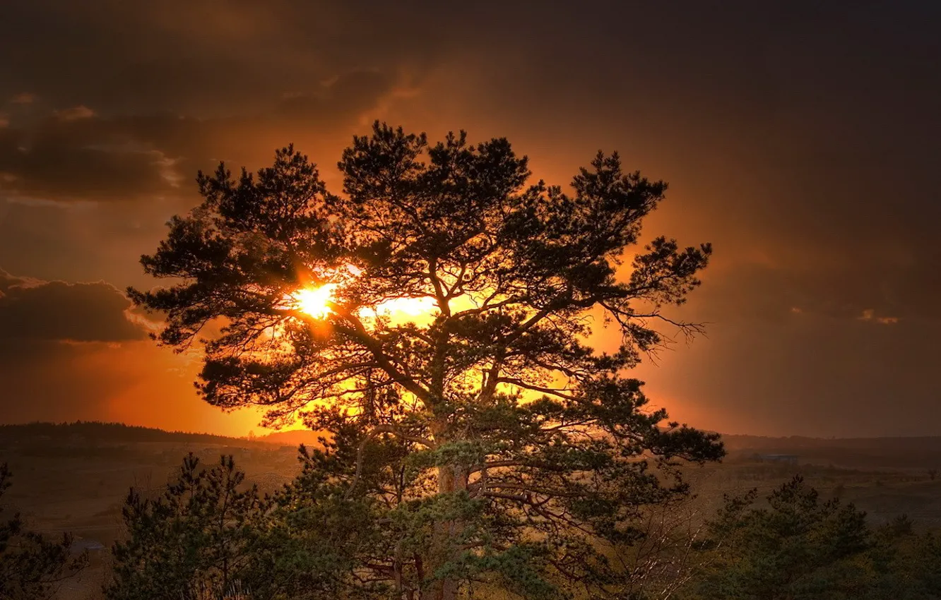 Фото обои солнце, закат, дерево