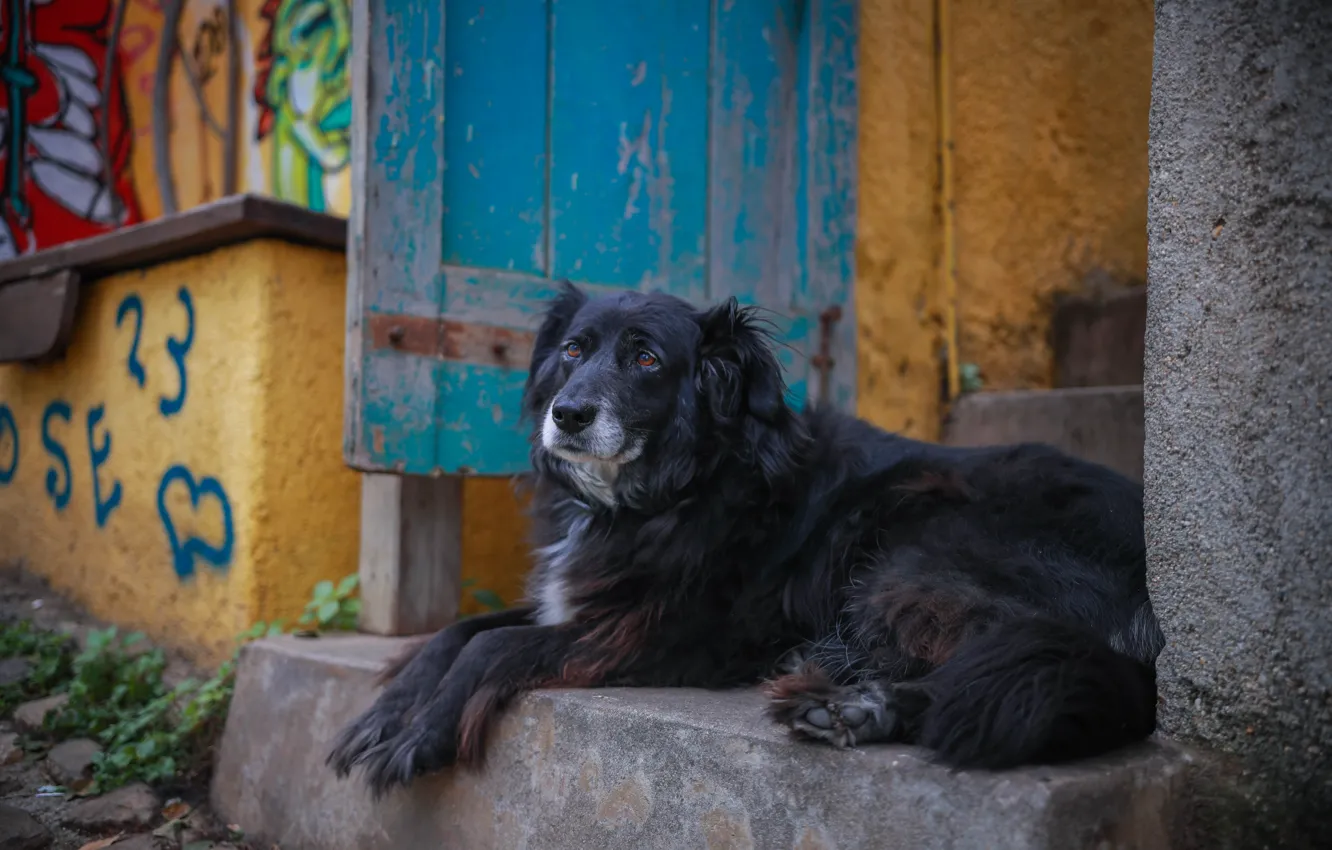 Фото обои Dog, street, animal, urban, paws, door, fur, stairs