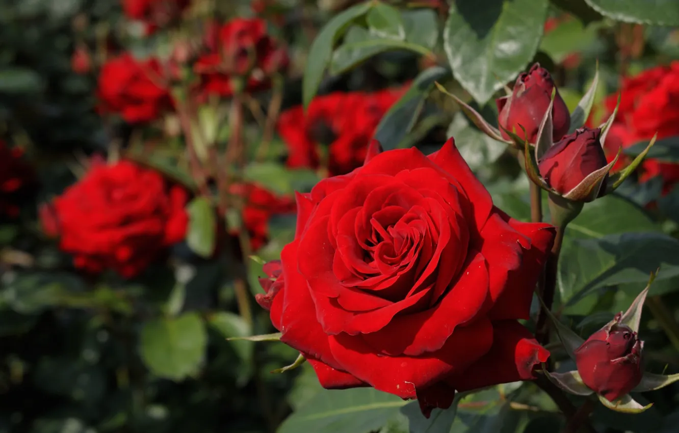 Фото обои макро, розы, красная роза, бутоны