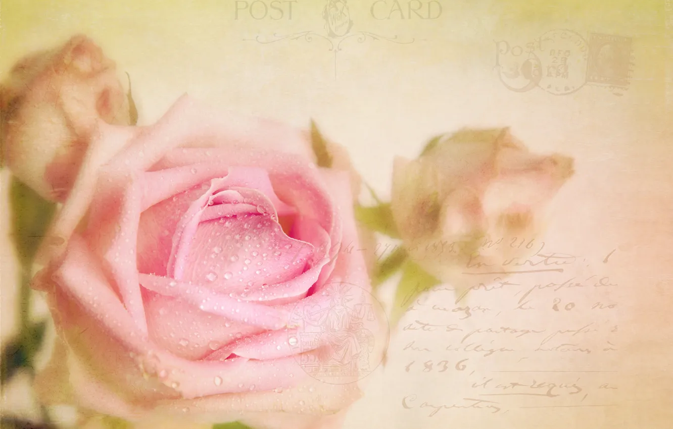 Фото обои стиль, роза, текстура, бутоны, открытка