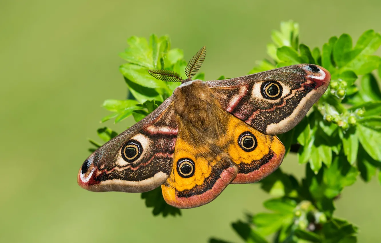 Фото обои макро, бабочка, крылышки, Павлиноглазка малая
