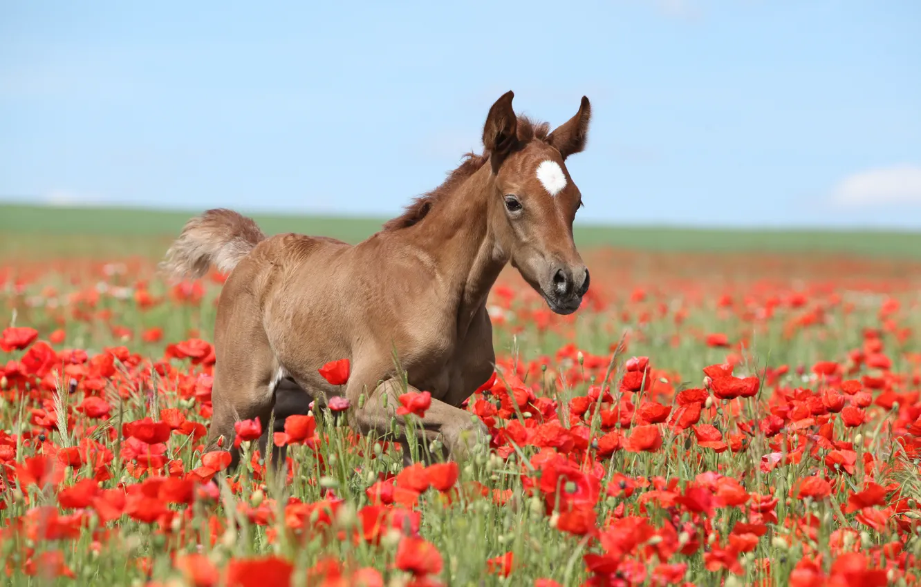Фото обои поле, лето, небо, цветы, красный, природа, конь, голубой