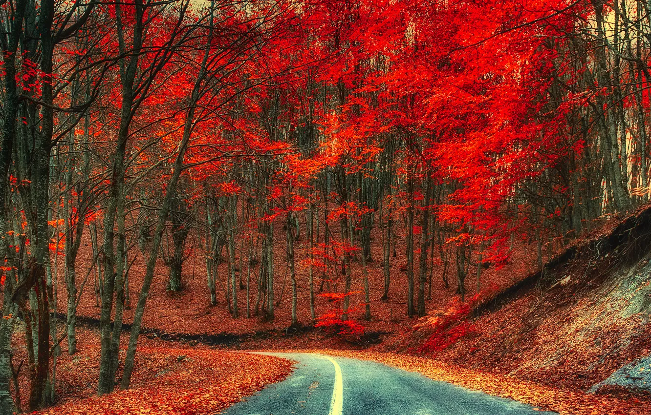Фото обои дорога, осень, деревья, природа, листва, время года