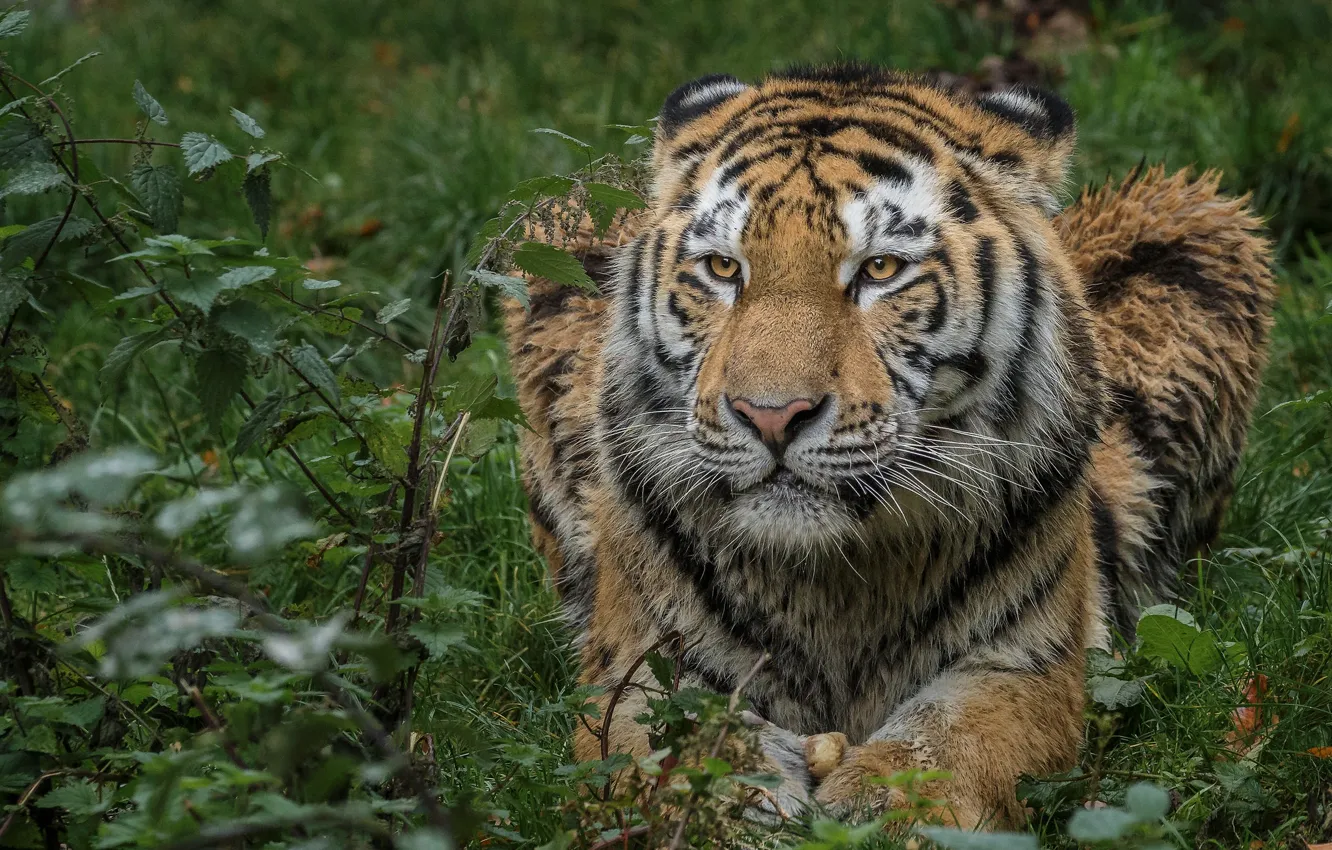 Фото обои природа, тигр, животное