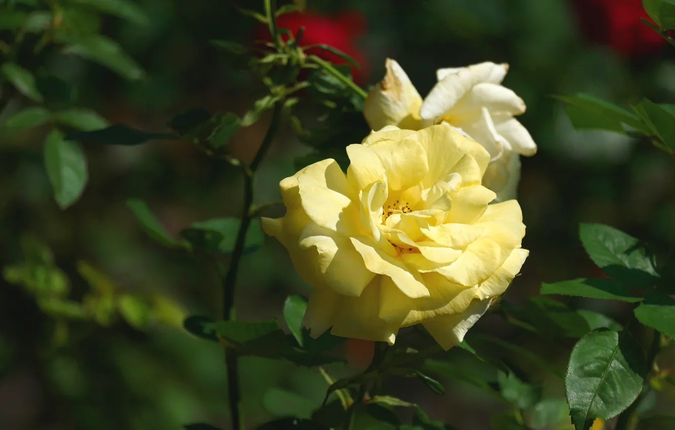 Фото обои цветок, темный фон, роза, бутон, желтая
