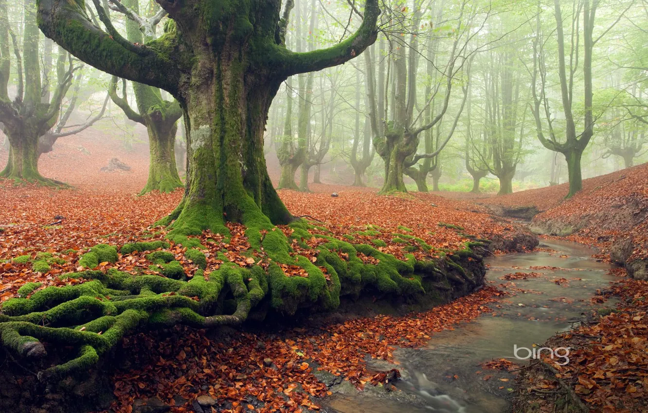 Фото обои осень, лес, листья, деревья, туман, парк, ручей, мох
