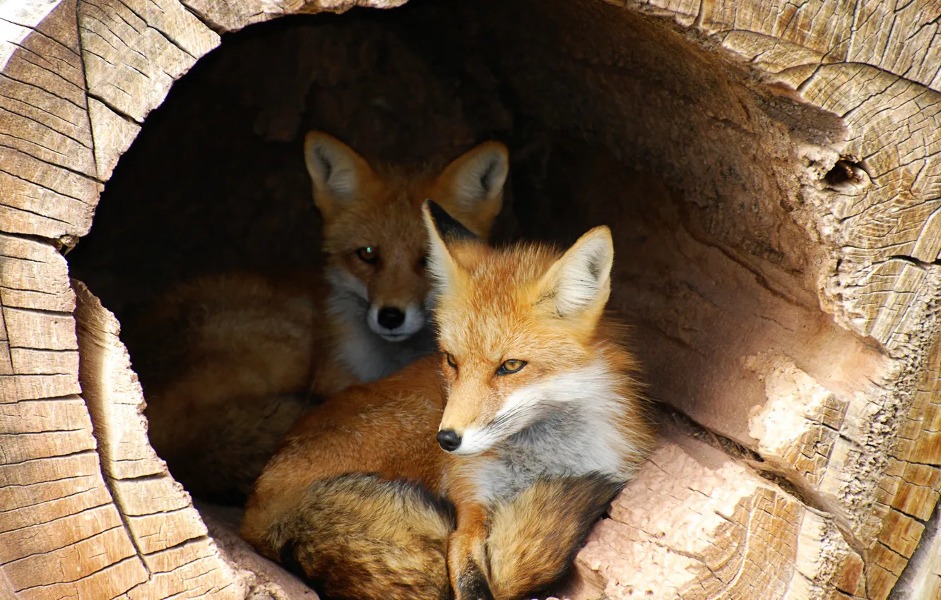 Фото обои trunk, foxes, shelter