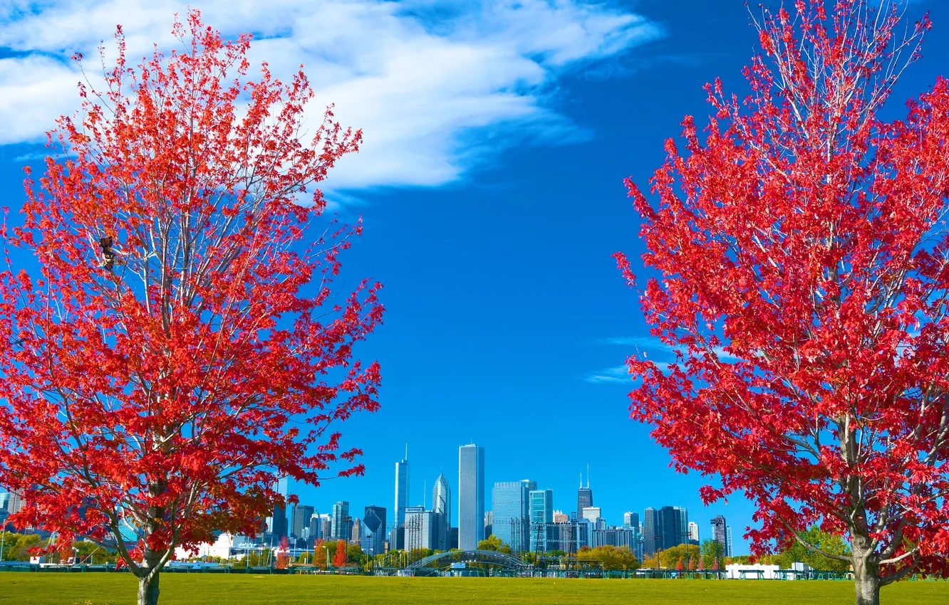 Фото обои осень, небо, трава, листья, деревья, город, Чикаго, США