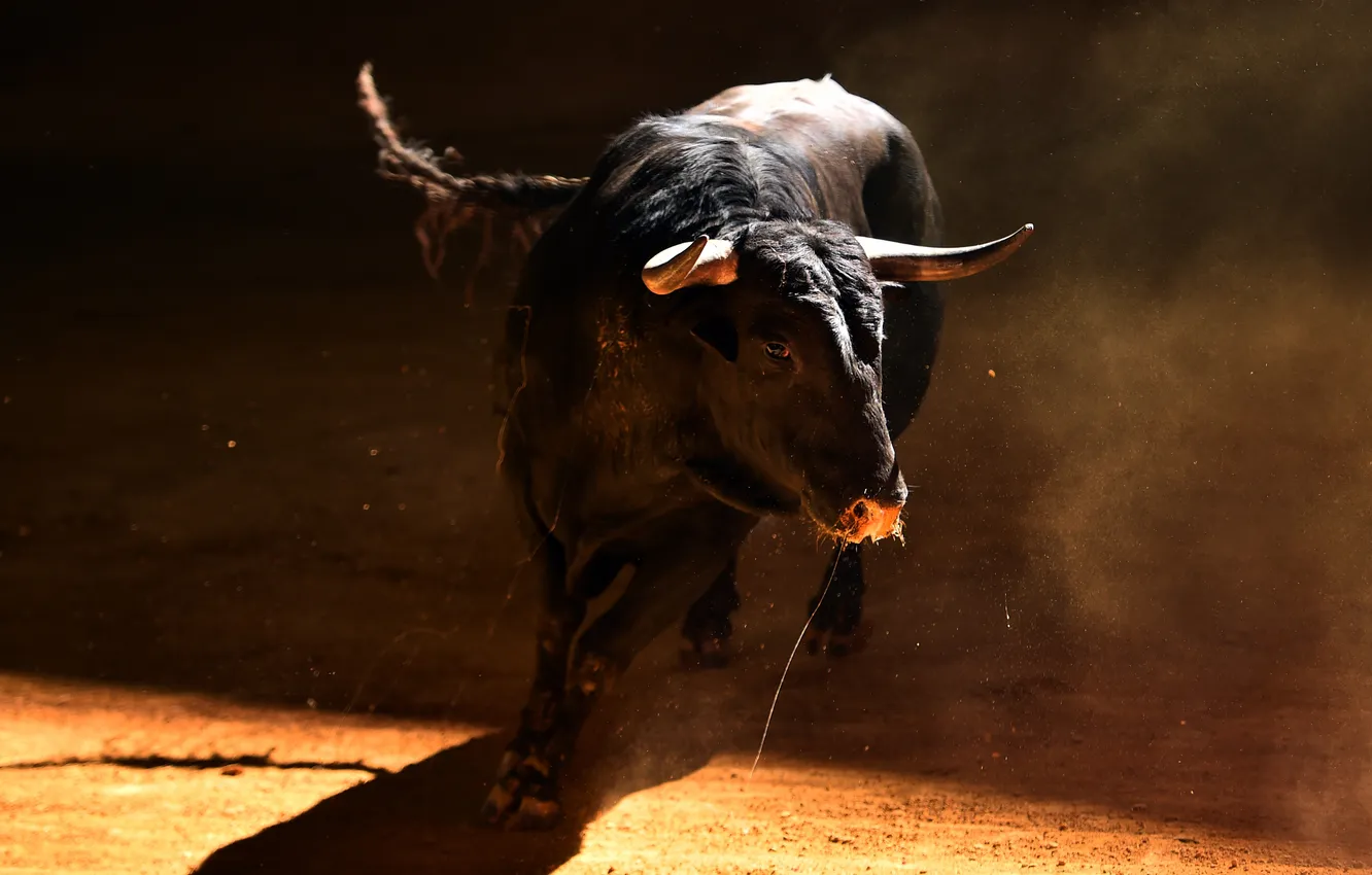 Фото обои black, horns, nature, animal, bull, angry, furious, Aggressive