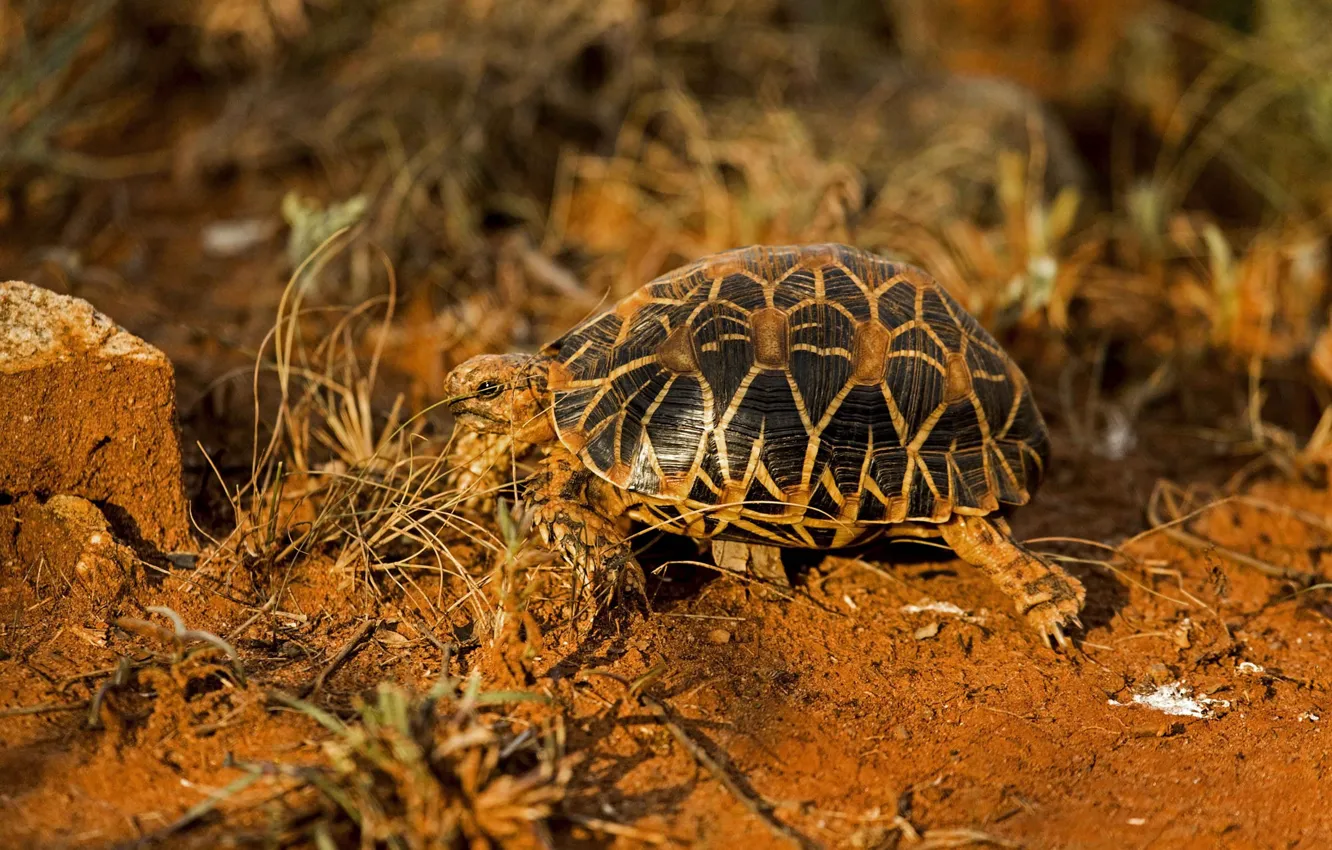 Фото обои песок, трава, свет, природа, земля, узор, черепаха, прогулка
