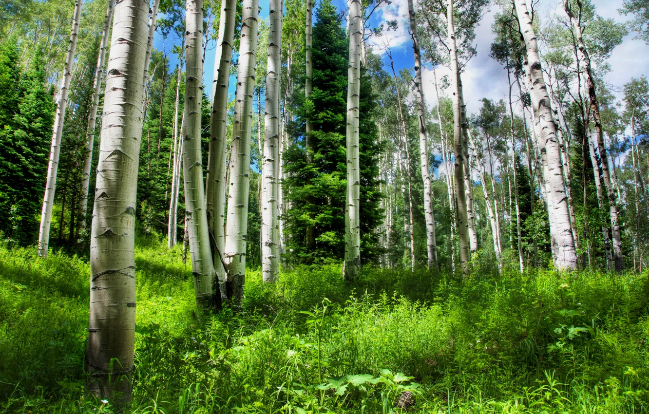 Фото обои лес, небо, трава, природа, ель, россия, брёзы