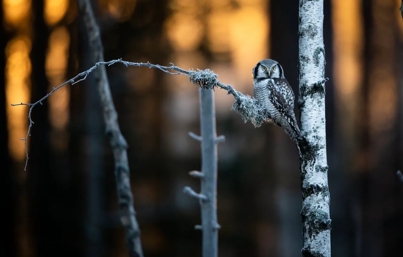 Фото обои лес, свет, деревья, закат, природа, дерево, сова, птица
