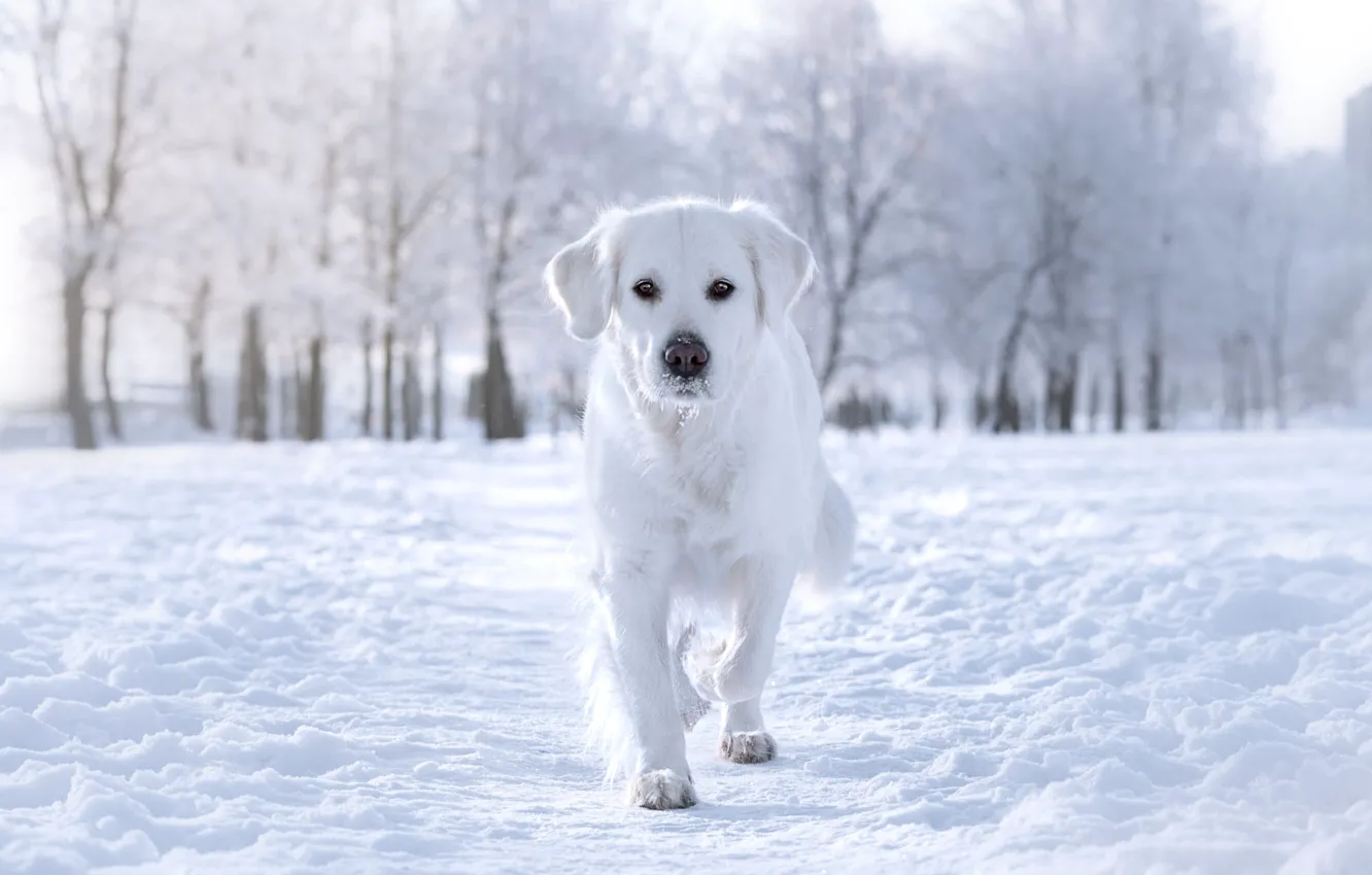 Фото обои зима, иней, белый, взгляд, снег, деревья, природа, парк