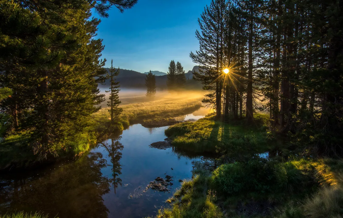 Фото обои лес, солнце, природа, река, утро