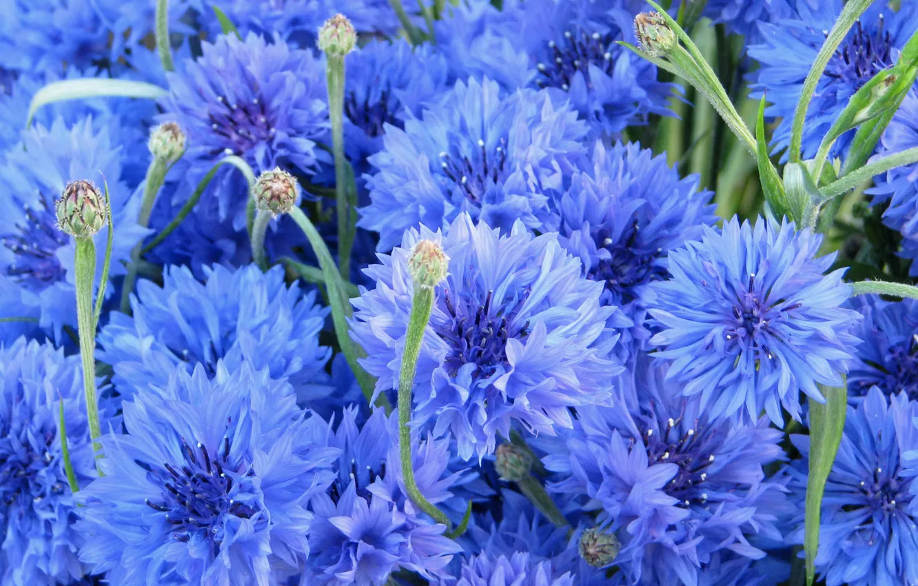 Фото обои цветы, синие, васильки, bluet, cornflower, centaurea