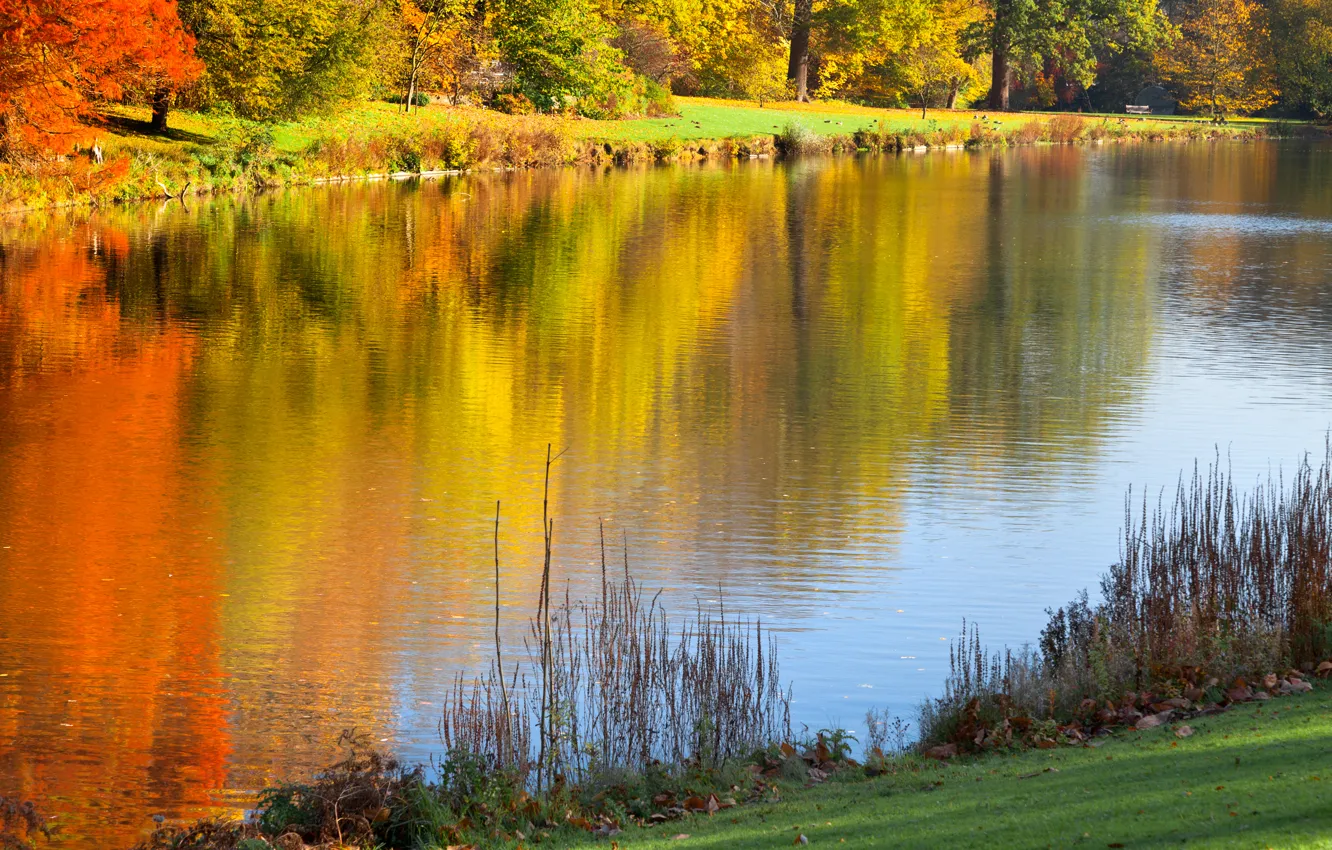 Фото обои деревья, пейзаж, природа, озеро, отражение, trees, landscape, nature