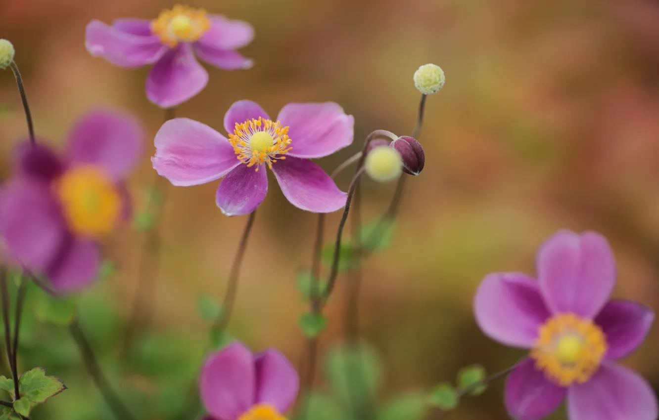 Фото обои цветы, природа, фокус, бутоны, анемона, anemone